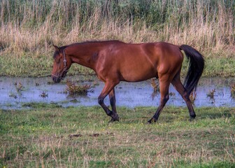Horse walking through lush green grass in the warm sunlight, next to a tranquil reflecting pond