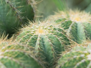 a close up view of some small cactus's spines