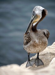Closeup of a Pelican perched on a rocky outcropping