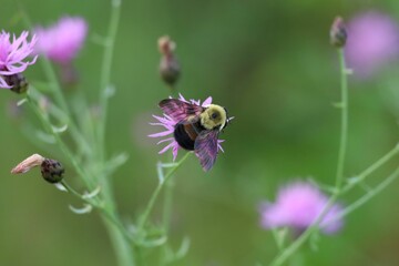 Macro of an Eastern Bumblebee pollinating a Spotted Knapweed