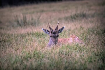 Scenic view of deer grazing on a green meadow