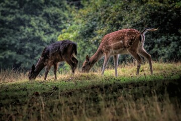 Naklejka na ściany i meble Scenic view of deer grazing on a green meadow