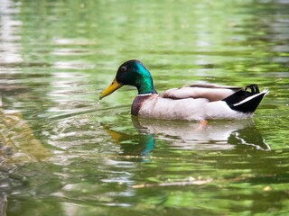 a duck swimming in a pond with reflections on the water