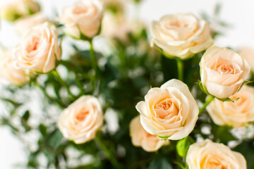 A bouquet of delicate cream roses close up, home decoration with flowers, a festive bouquet of roses for a birthday or wedding