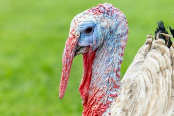Closeup of a male turkey with a blurry background