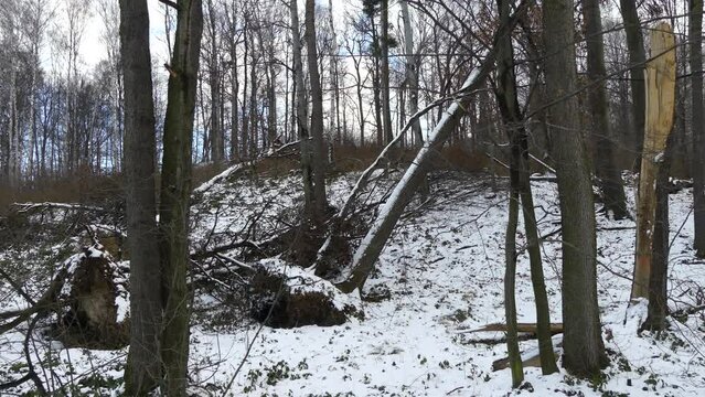 Forest with trees broken after the storm and covered with snow during winter time - real time. Topics: season, winter, cold, weather phenomena, natural environment, climate