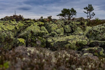 Close-up of moss thriving on stones amid the rugged terrain of Hoga Kusten's clapper field.
