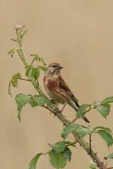 Closeup of a Male Common Linnet perched on the branch with a blurry background