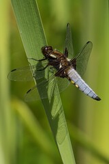 Fototapeta premium Close-up image of a Male Broad-Bodied Chaser perched on the leaf with a blurry background