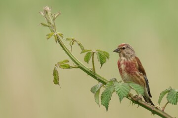 Closeup of a Male Common Linnet perched on the branch with a blurry background