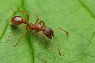 Closeup of a Common Red Ant on the green leaf with a blurry background