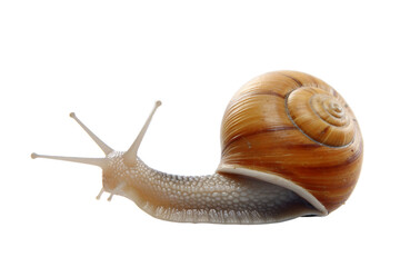 Enchanting Gastropod: Beautiful Snail Isolated Transparent Background