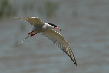 Closeup of a Common Tern in flight with a blurry background