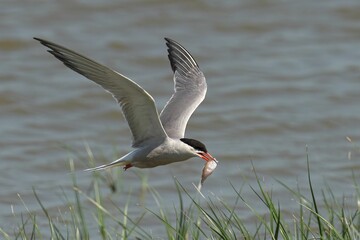 Closeup of a Common Tern in flight with a blurry background