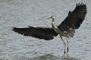 Closeup of a Grey Heron with a blurry background
