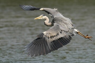 Closeup of a Grey Heron soaring with a blurry background