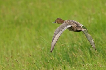 Closeup of a Female Pochard soaring in a lush green with a blurry background