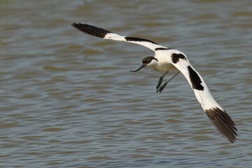 Closeup of a Pied Avocet in flight on a sunny day