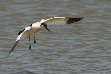 Closeup of a Pied Avocet in flight on a sunny day