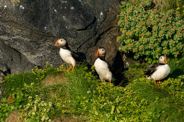 atlantic puffin greenland