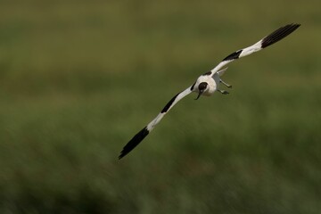 Closeup of a Pied Avocet in flight with a blurry background