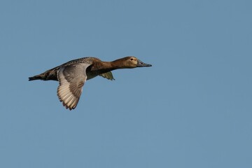 Closeup of a Female Pochard soaring in the sky under the blue sky