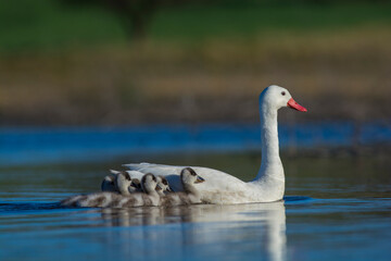 Coscoroba swan with cygnets swimming in a lagoon , La Pampa Province, Patagonia, Argentina.