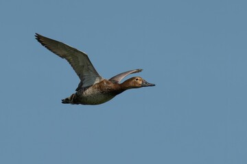 Closeup of a Female Pochard soaring in the sky under the blue sky