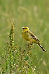 Closeup of a Yellow Wagtail perched atop a branch with a blurry background
