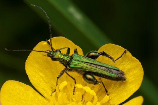 Closeup of a Swollen-Thighed Bettle - Oedemera Nobilis perched on a yellow flower