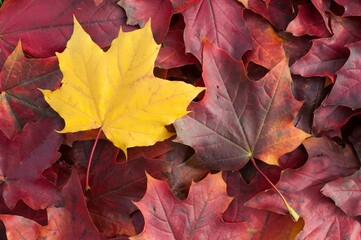 an orange leaf lays on top of a pile of fallen red leaves