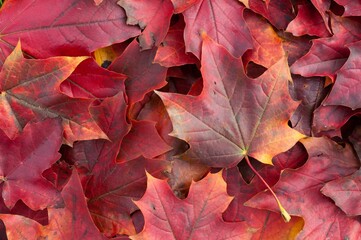 Autumn foliage, featuring newly changed red and yellow leaves