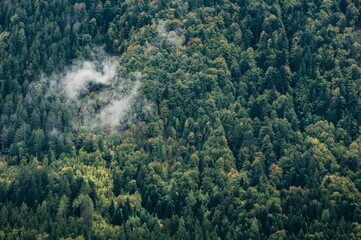 Breathtaking view of a forest in the early morning with the fog and smoke