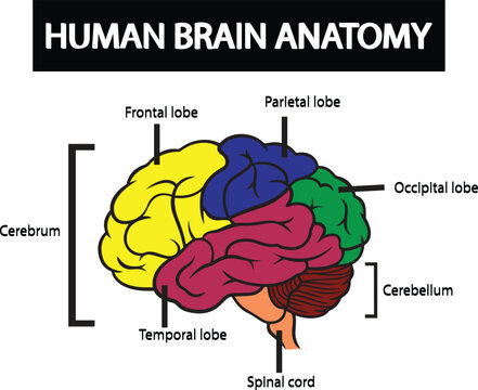 Human brain anatomy vector art isolated on white background