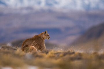 Puma walking in mountain environment, Torres del Paine National Park, Patagonia, Chile.