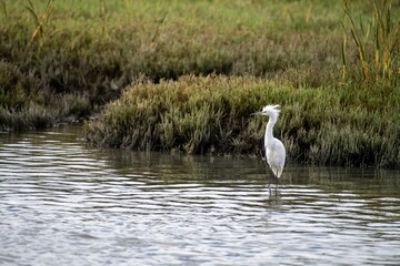 Majestic white-feathered Crane stands in the shallow water of a lush green meadow
