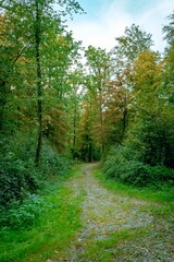 Fototapeta na wymiar Scenic pathway leading through a lush, wooded forest, surrounded by tall, majestic trees