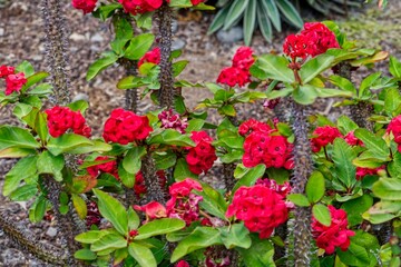 Vibrant array of red flowers in full bloom amidst lush green foliage in a garden setting