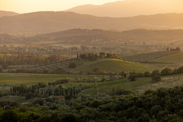 Naklejka premium Farmland and olive groves around Montemassi in the province of Grosseto. Italy