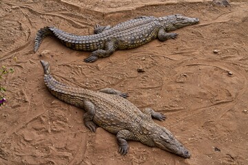 Image of two alligators resting on a muddy ground