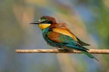 Closeup of a European bee-eater perched on a branch