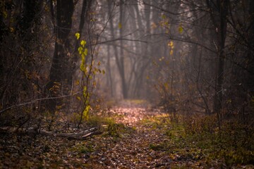 Scenic view of a dirt road in a dark forest