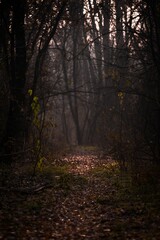 Obraz premium Scenic view of a dirt road in a dark forest