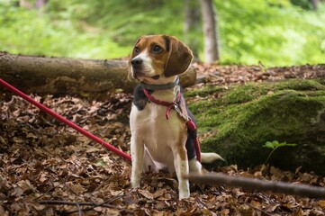 Closeup of an adorable beagle in a green forest