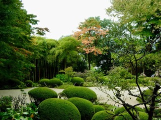 Picturesque garden scene featuring lush vibrant foliage in Kyoto, Japan