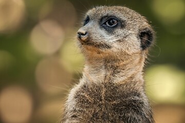 Naklejka na ściany i meble Close up shot of an adorable meerkat in its natural habitat