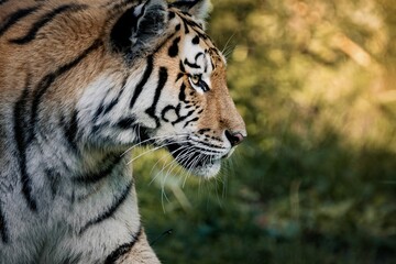 Close up shot of an adorable tiger in its natural habitat