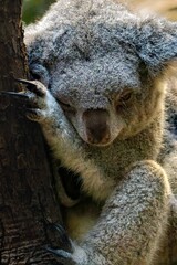 Close up shot of an adorable koala in its natural habitat