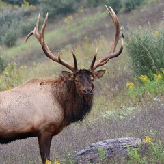 Naklejka na ściany i meble Big Bull Elk Bugle Rut Rutting Fall Autumn 