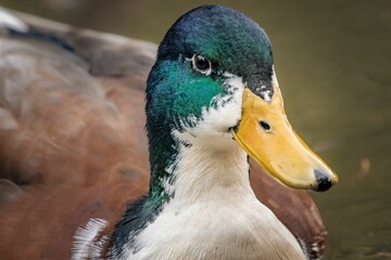 Close-up shot of an adorable duck in its natural habitat